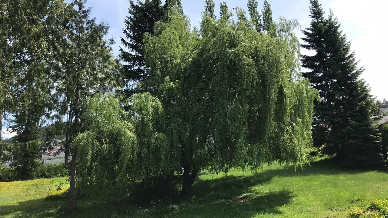Photo of Outdoor in Maple Ridge