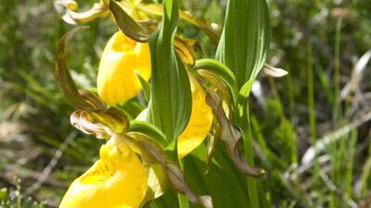 Photo of Outdoor in Lion's Head