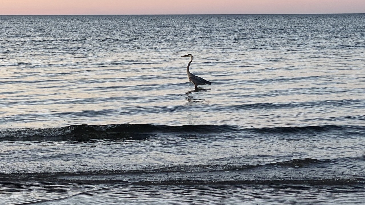 Photo of Others in Pointe-du-Chene