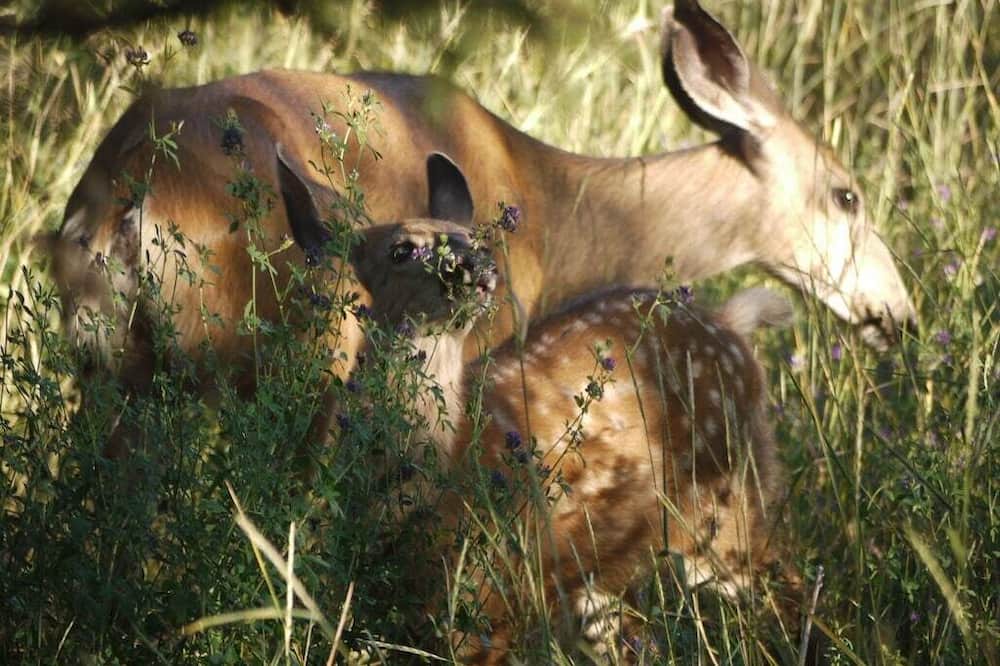Photo of Others in Okanagan-Similkameen