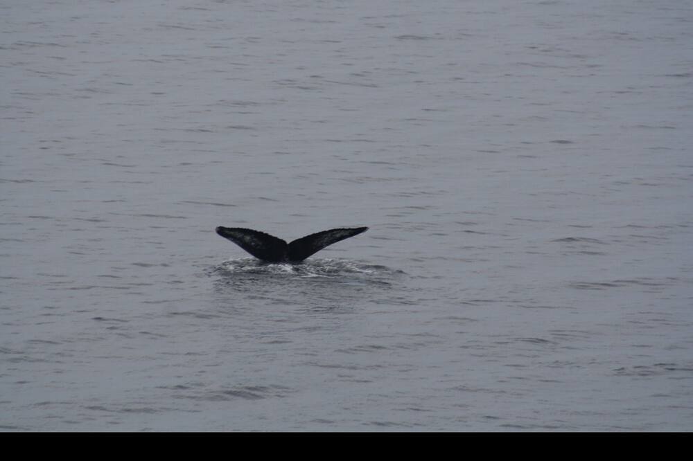 Photo of Others in Davis Bay
