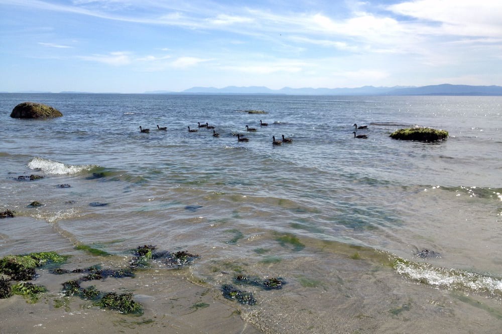 Photo of Others in Davis Bay