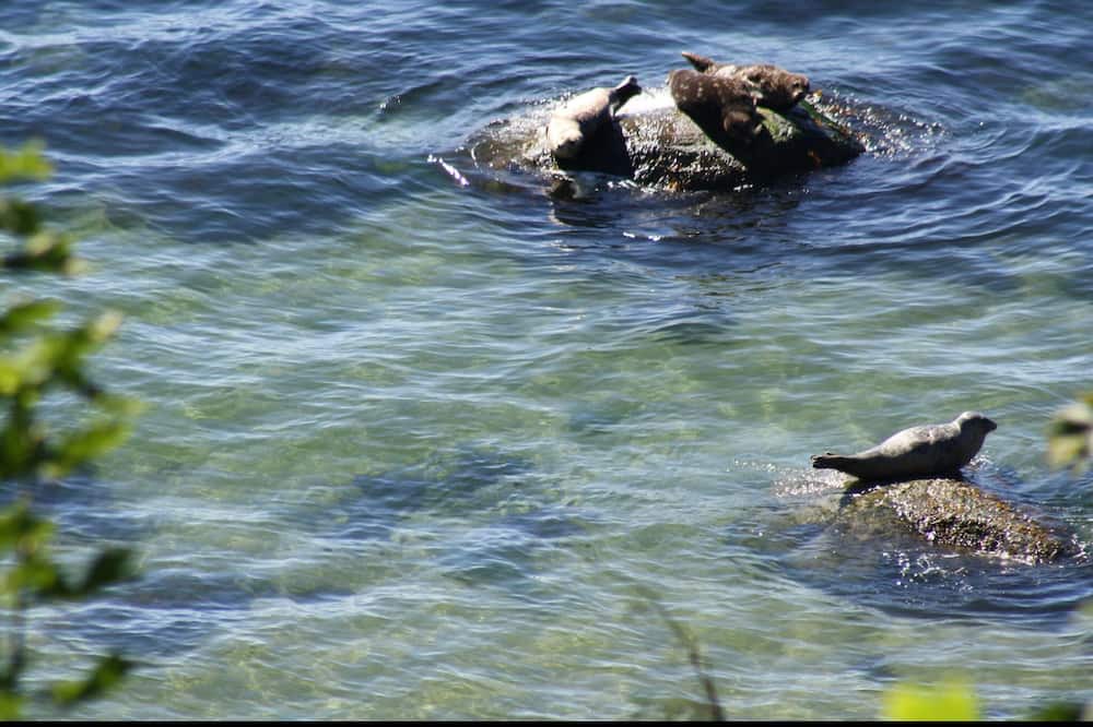 Photo of Others in Davis Bay