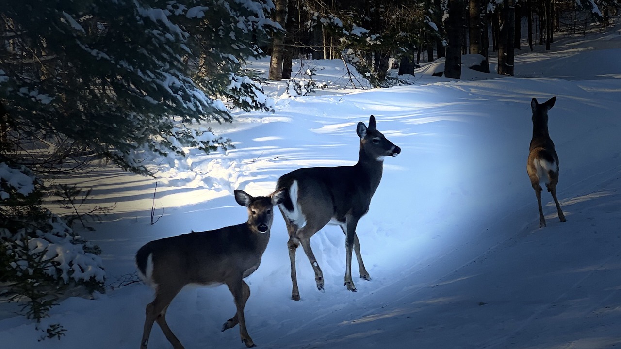 Photo of Outdoor in Val Morin