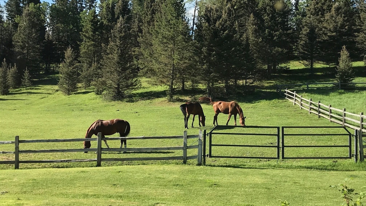 Photo of Others in Priddis