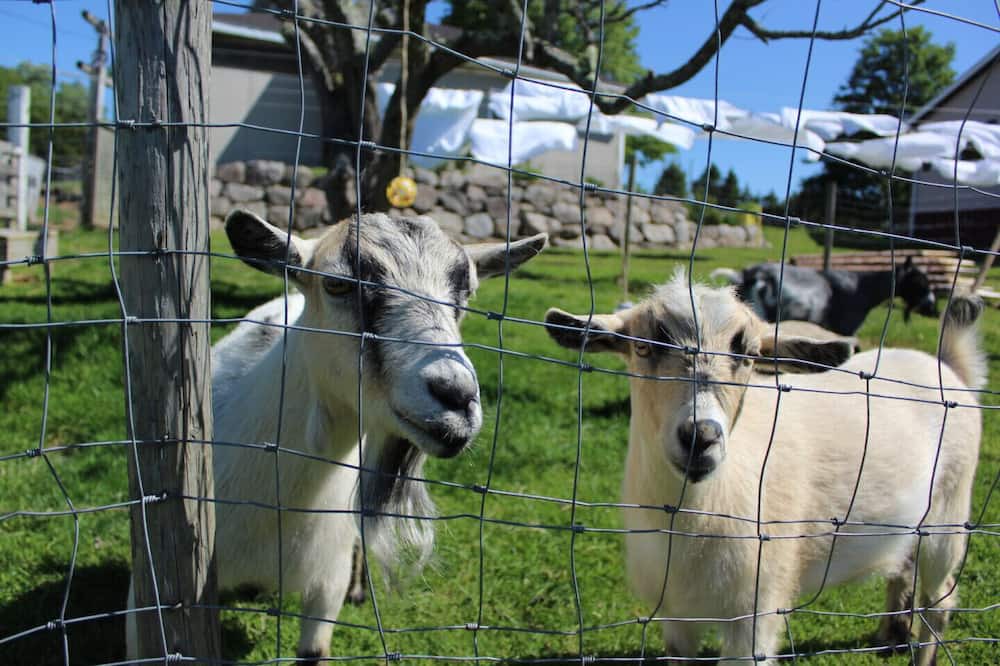Photo of Others in Annapolis Royal