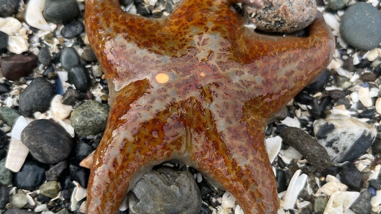 Photo of Others in Saturna Island