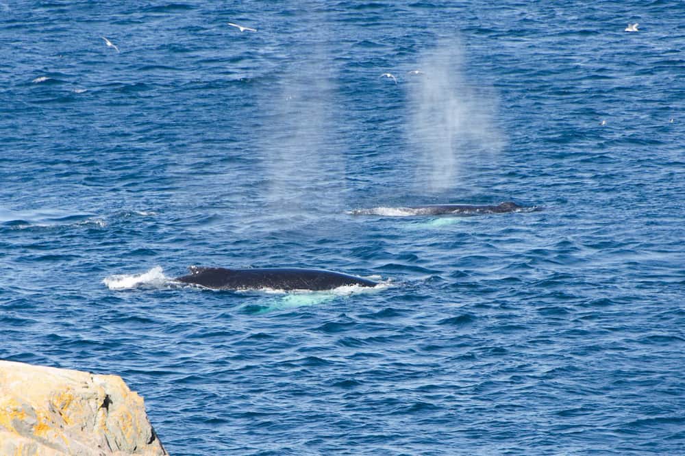 Photo of Others in Pouch Cove