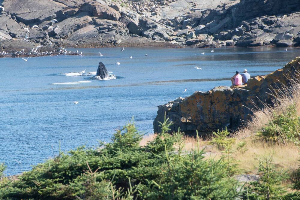 Photo of Others in Pouch Cove