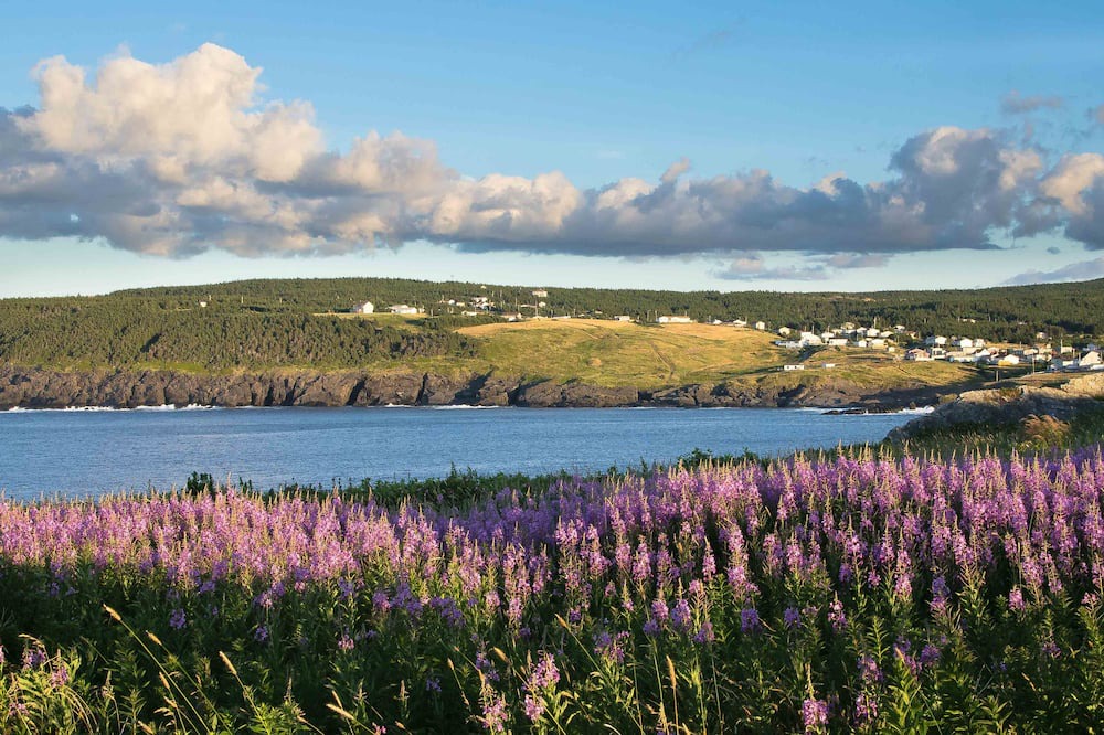 Photo of Others in Pouch Cove