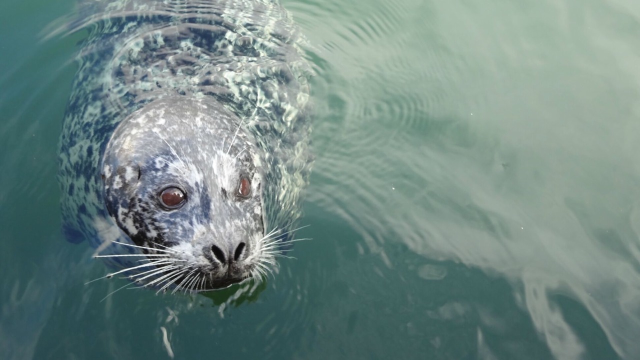 Photo of Others in Inner Harbour