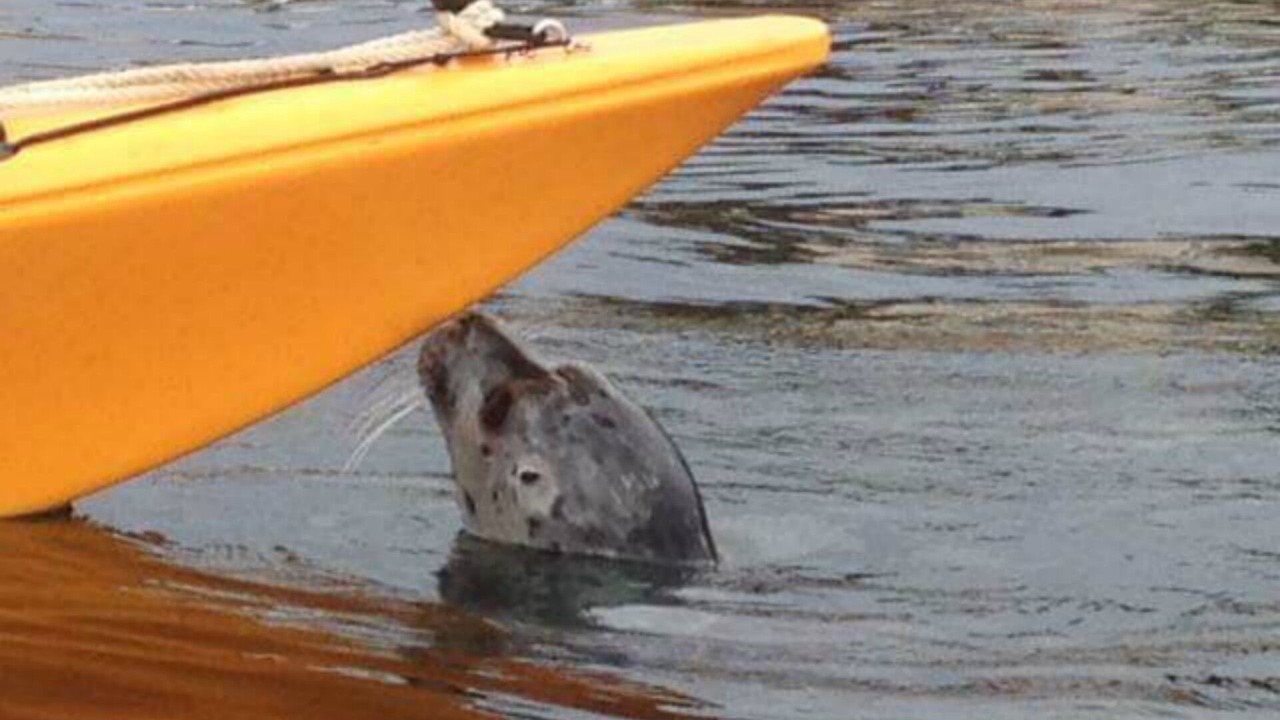 Photo of Others in Inner Harbour