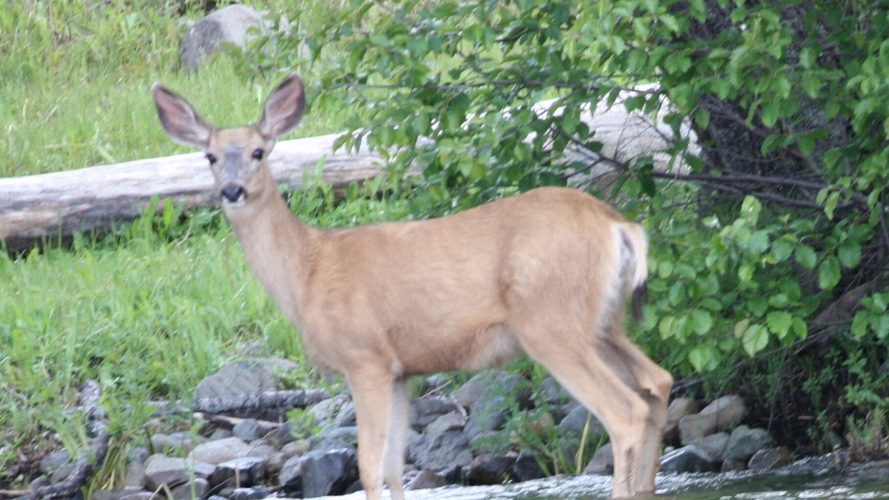 Photo of Outdoor in Bridge Lake