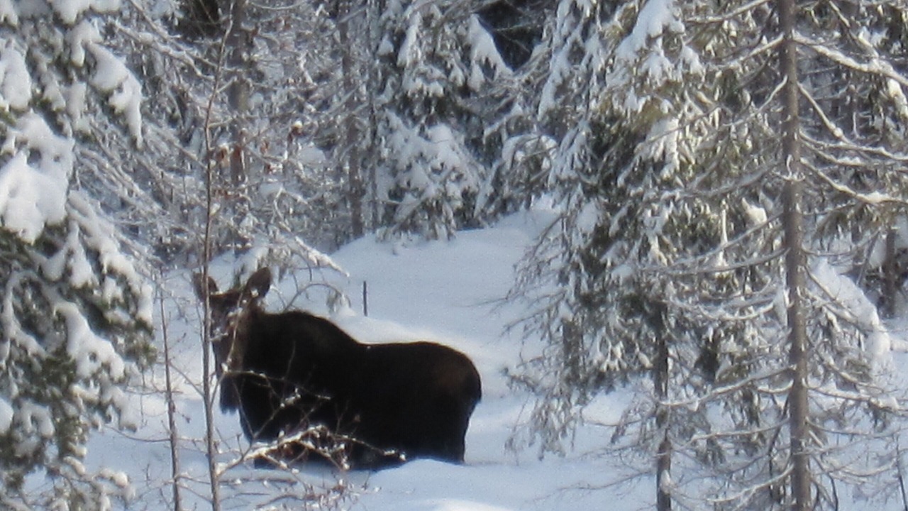 Photo of Others in Bridge Lake