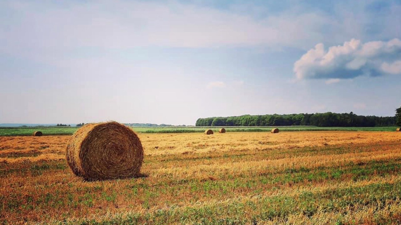 Photo of Others in Saint-Jean-de-l'lle-d'Orleans