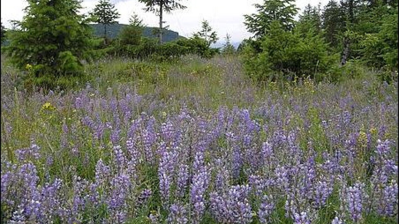 Photo of Outdoor in East Kootenay