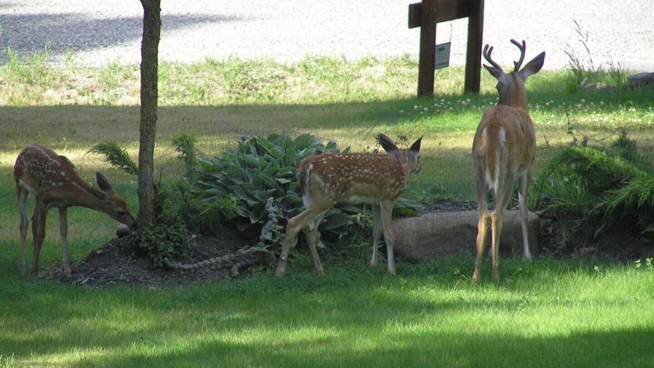 Photo of Outdoor in East Kootenay