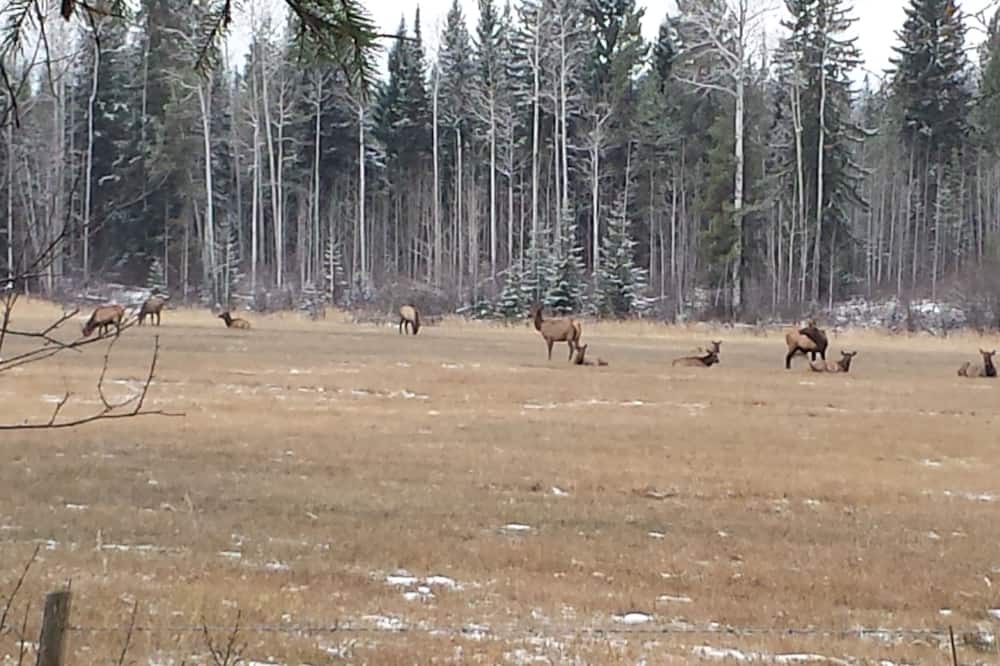 Photo of Others in Blaeberry