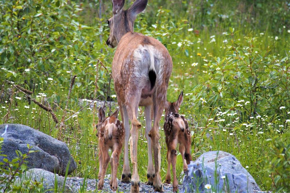 Photo of Outdoor in East Kootenay