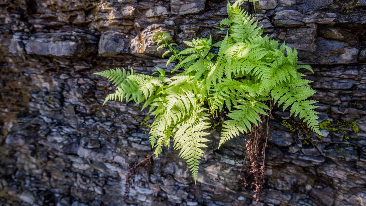 Photo of Outdoor in Fanny Bay