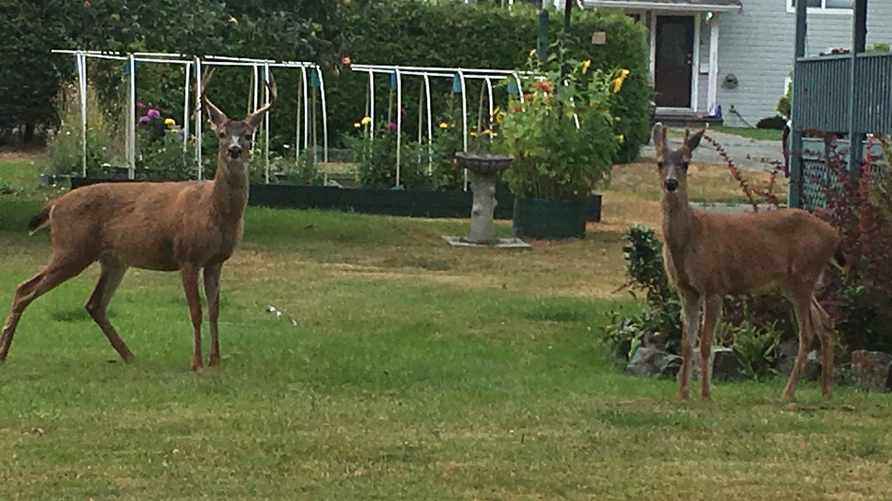 Photo of Outdoor in Courtenay