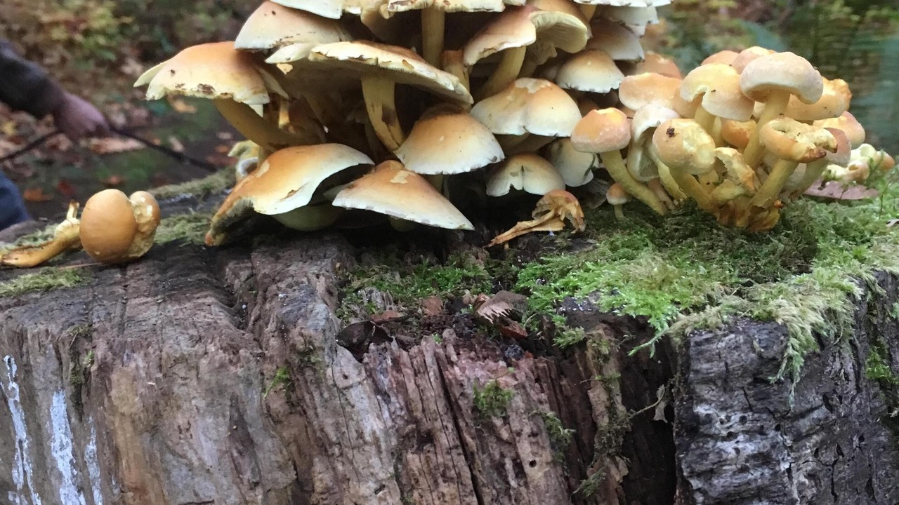 Photo of Outdoor in Courtenay