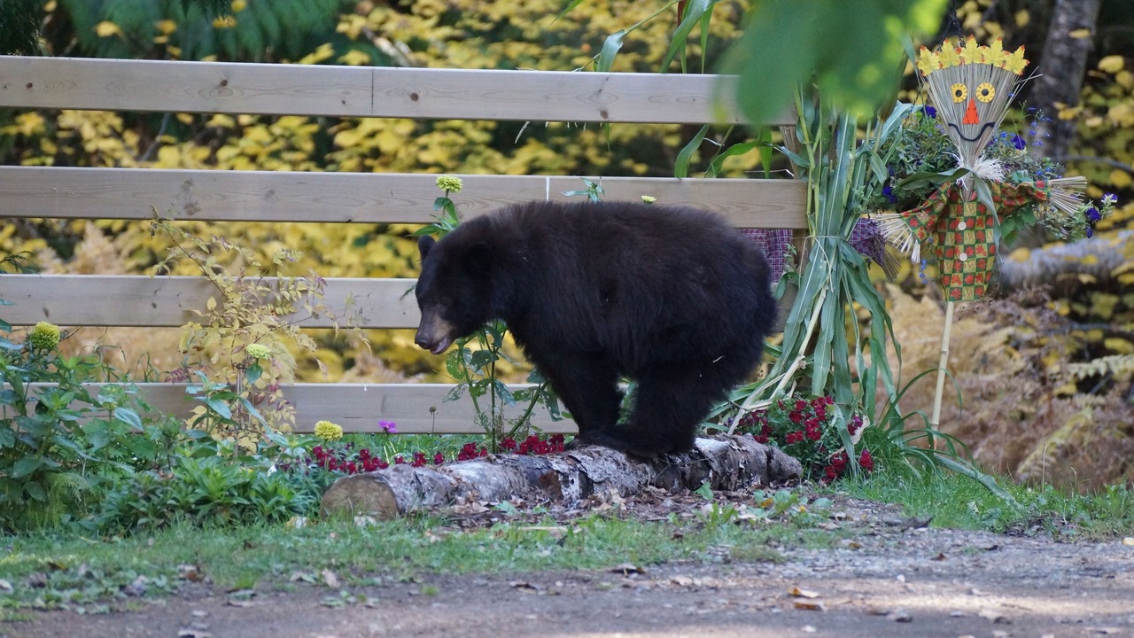 Photo of Outdoor in Salmon Arm