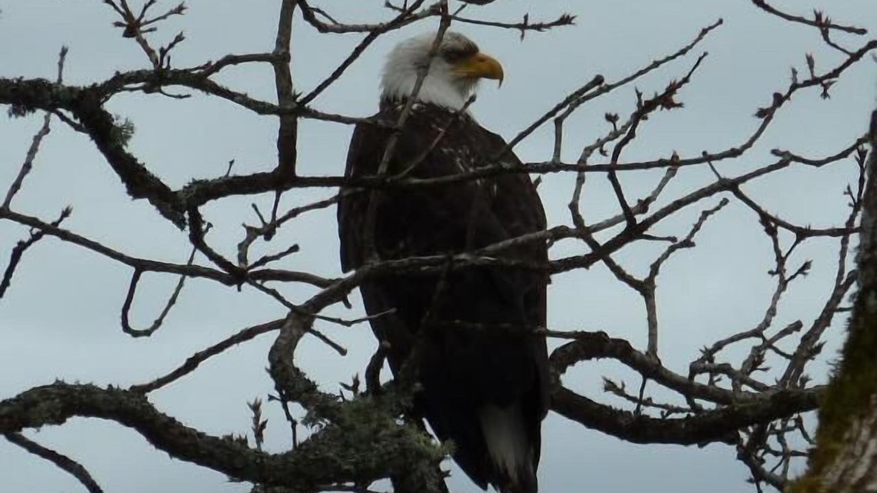 Photo of Others in North Saanich