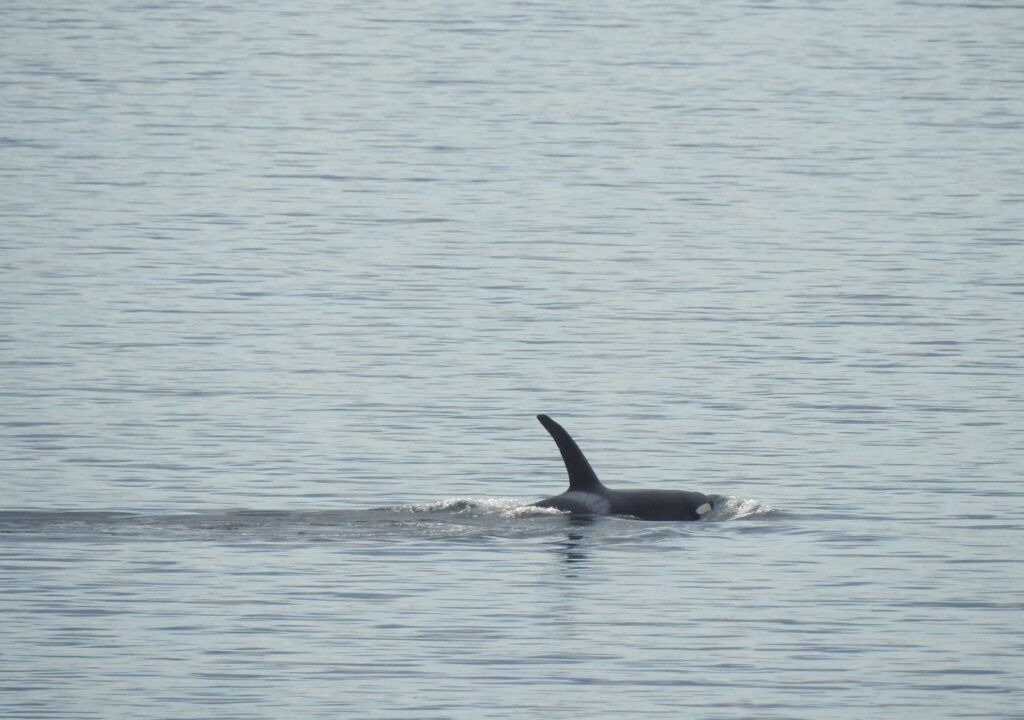 Photo of Others in Galiano