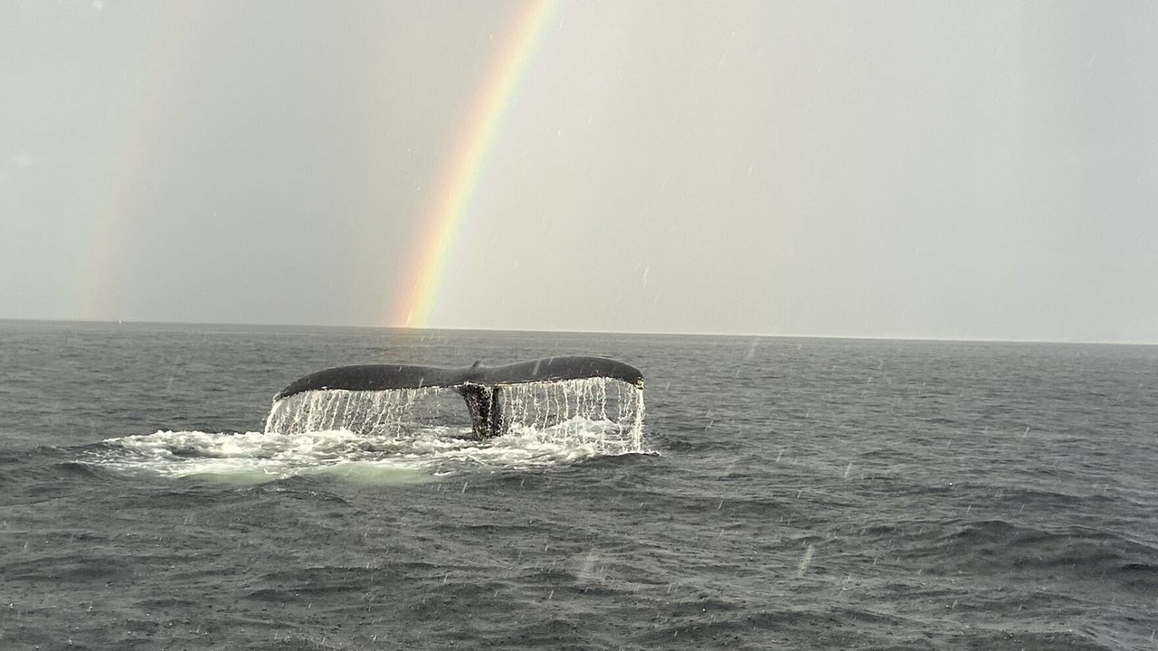 Photo of Others in Twillingate