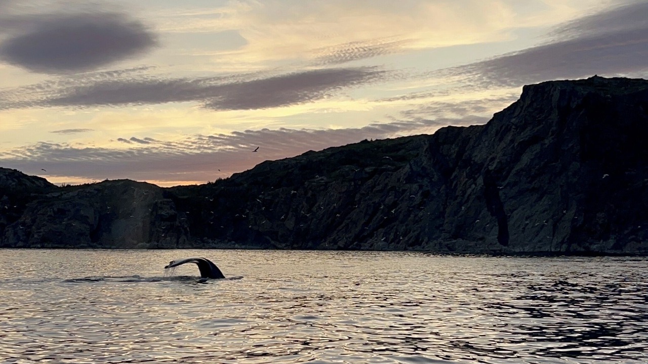Photo of Others in Twillingate