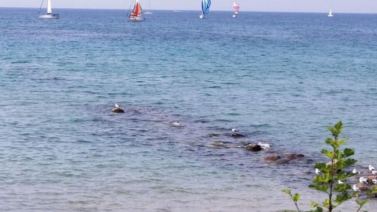 Photo of Others in Port Elgin