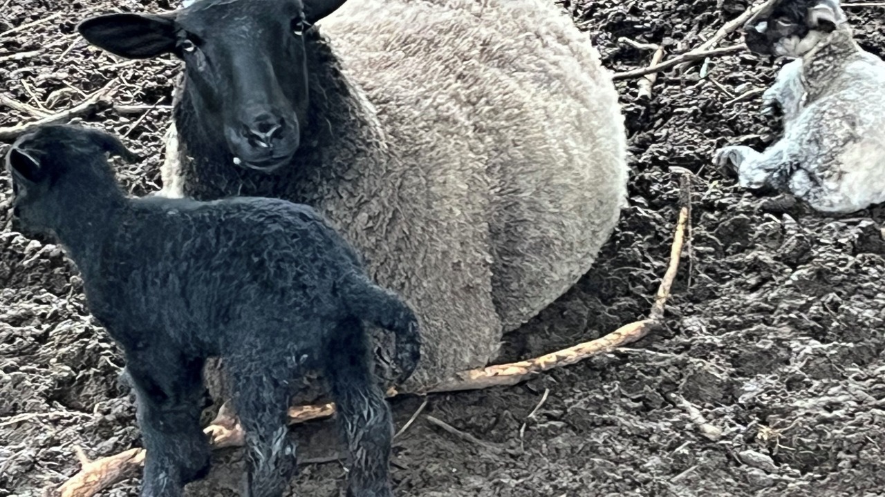 Photo of Others in Highlands