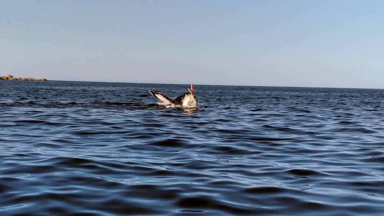 Photo of Others in Twillingate