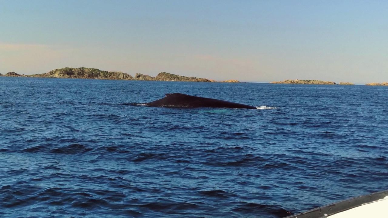 Photo of Others in Twillingate