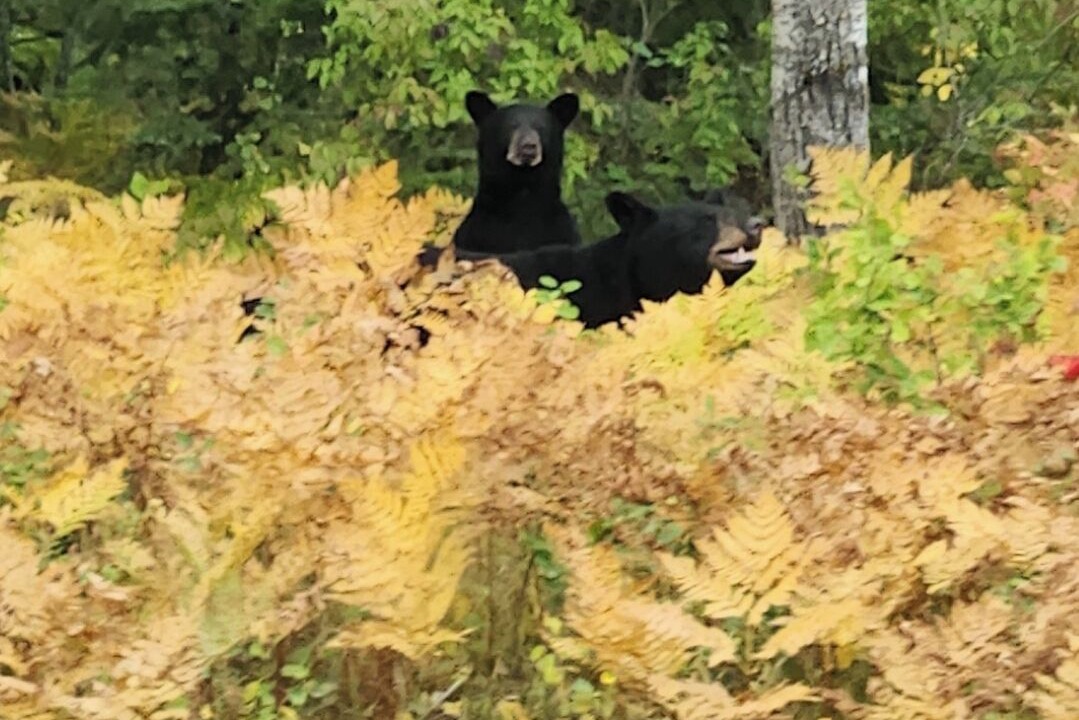 Photo of Others in Manitoba