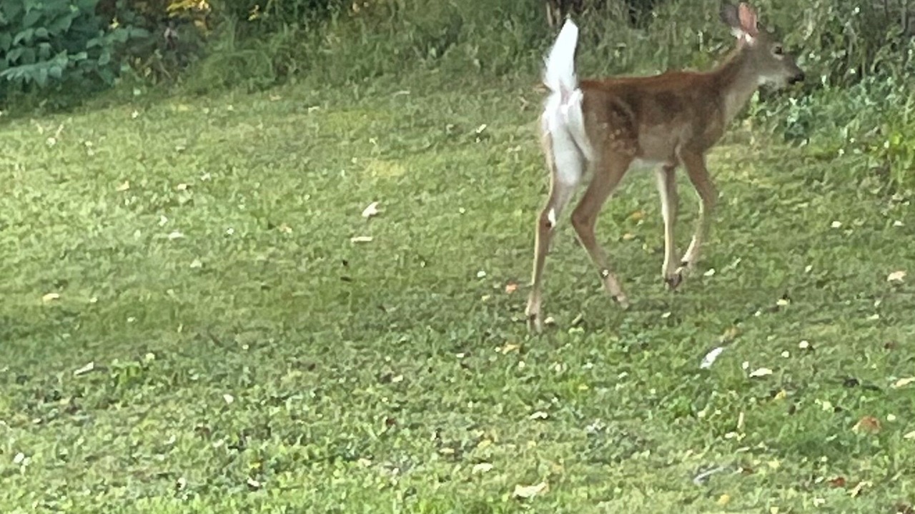 Photo of Others in Baysville