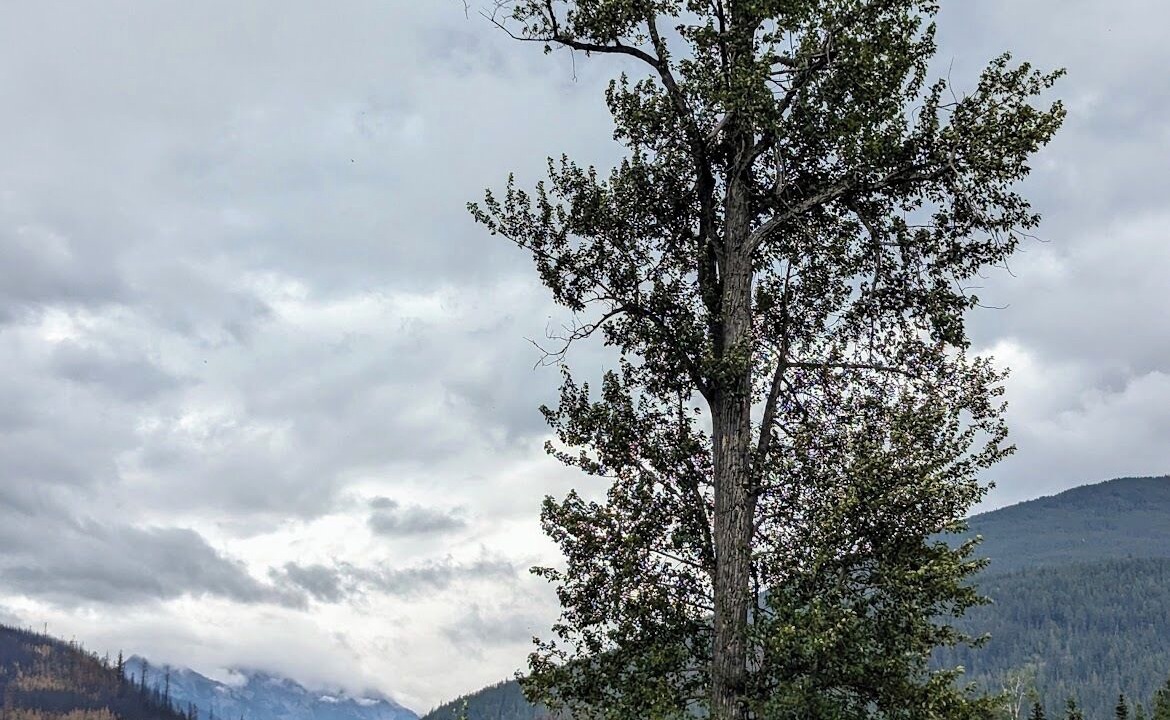 Photo of Others in McBride