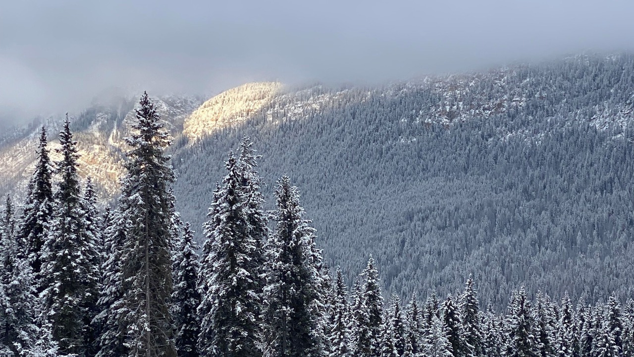 Photo of Outdoor in Golden