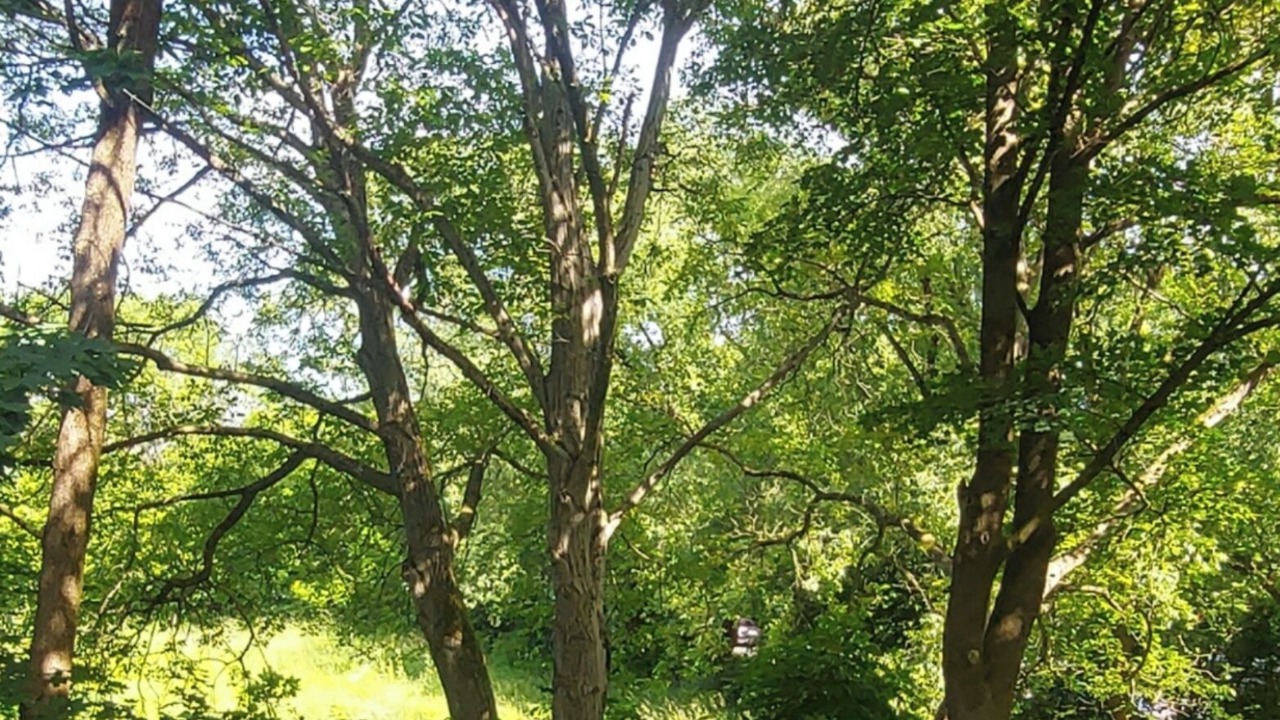 Photo of Others in Innisfree