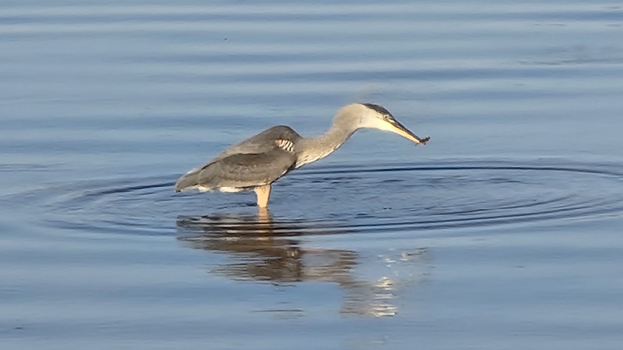 Photo of Others in Belle River
