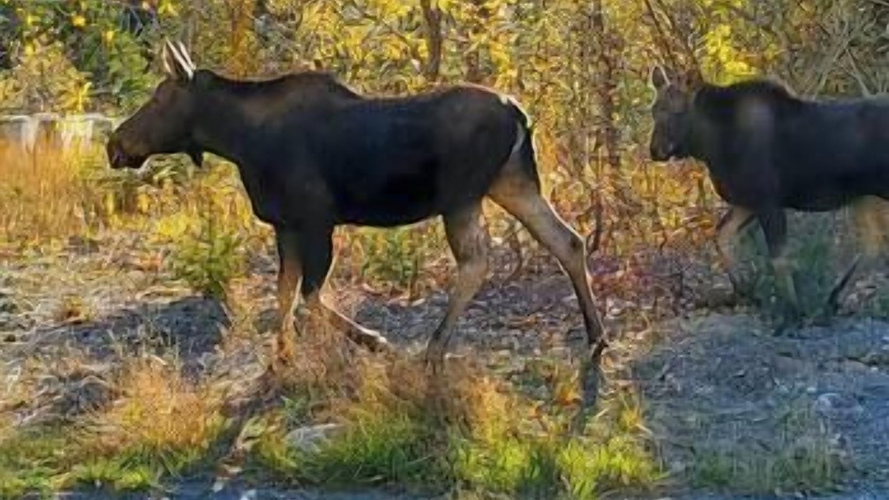 Photo of Others in East Kootenay