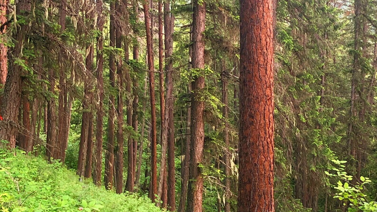 Photo of Outdoor in Slocan