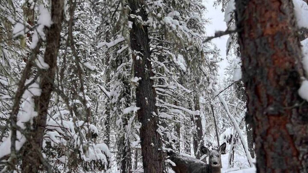 Photo of Others in Bragg Creek