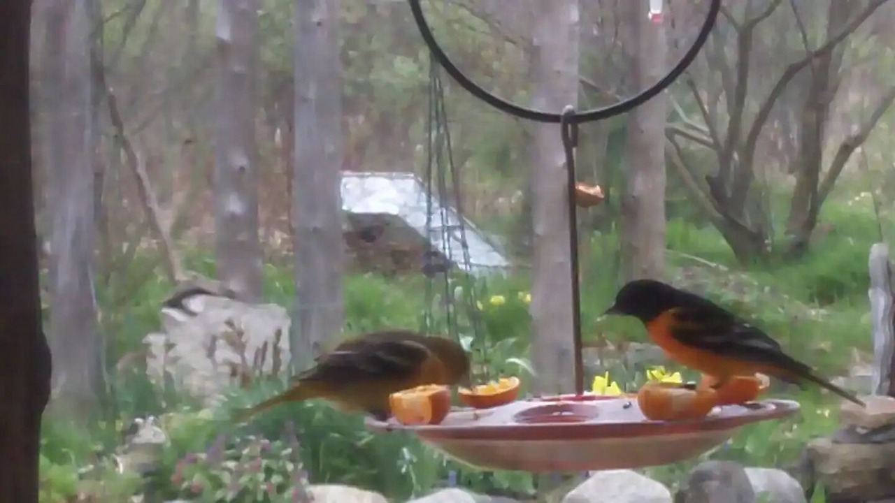 Photo of Outdoor in Oro-Medonte
