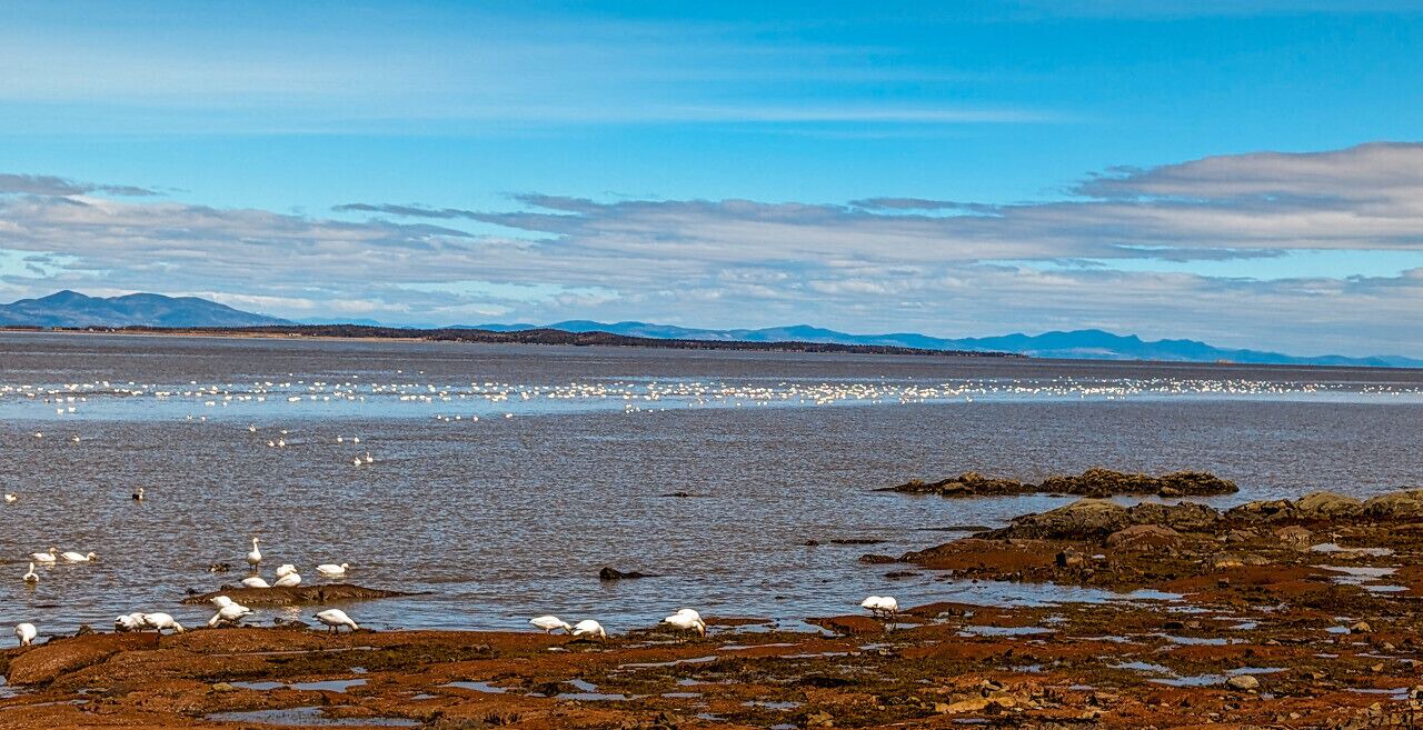 Photo of Others in Cap-Saint-Ignace
