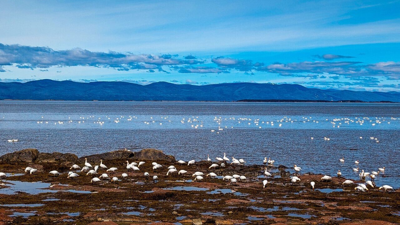 Photo of Others in Cap-Saint-Ignace