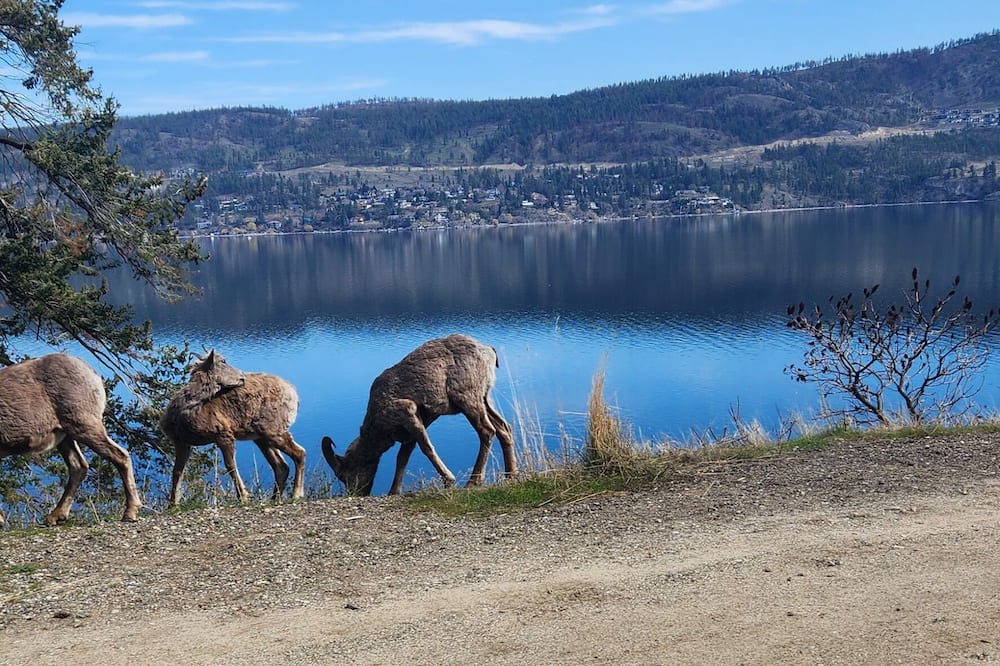Photo of Others in Central Okanagan