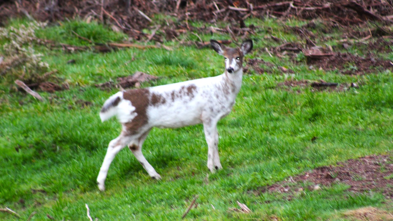 Photo of Outdoor in Iona