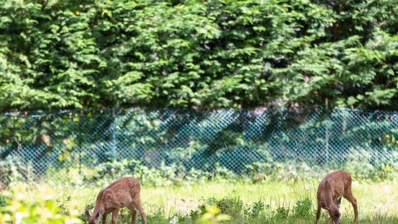 Photo of Others in Salt Spring Island